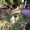 Horrible Thistle
