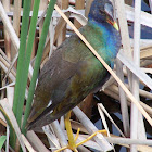 American Purple Gallinule