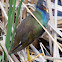 American Purple Gallinule
