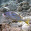 bluestripe snapper