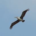 Brown Pelican