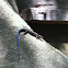 Five-lined Skink