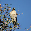 Red-tailed Hawk