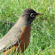 North American Robin