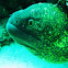 Speckled moray