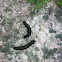 Peacock Butterfly Larvae