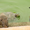 Red-eared slider