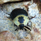 American carrion beetle