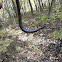 Earthworm