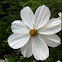 Garden cosmos or Mexican aster