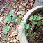Nasturtium