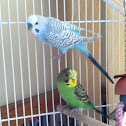 Budgie
