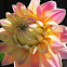 Dahlia
