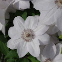 Clematis