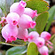 Bearberry