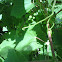 Concord grape