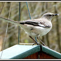 Northern Mockingbird