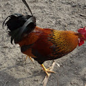 Rooster