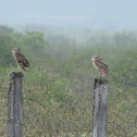 Burrowing Owl (coruja-buraqueira)