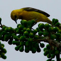 Hooded Oriole