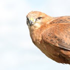 Harris's Hawk