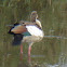Egyptian Goose