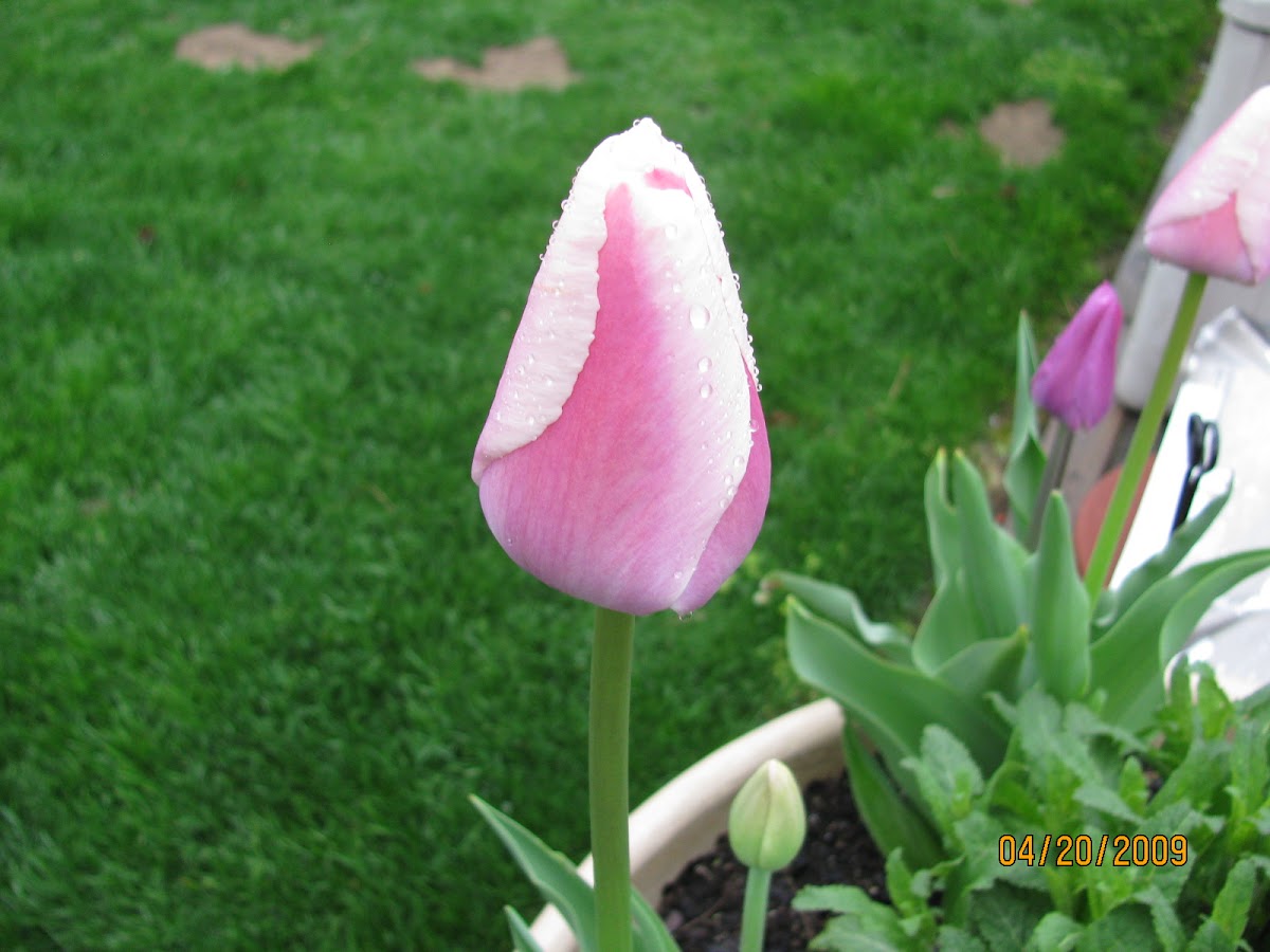 Tulip
