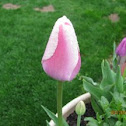 Tulip