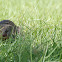 Banded Mongoose