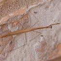 Grass-like Mantis