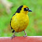 Baglafecht Weaver