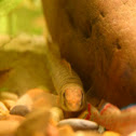 Logperch