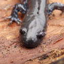 Blue-spotted Salamander