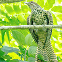 Philippine Koel