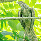 Philippine Koel