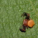 Unknown Crab Spider