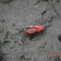 crab