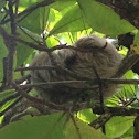 Three-toed sloth