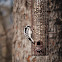 Downy Woodpecker