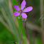 Common Stork's-bill, Alfileres de pastor