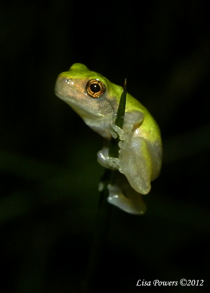 Cope's Gray Treefrog
