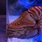 Chambered Nautilus