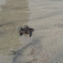 Loggerhead sea turtle