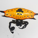 Four Spined Jewel Spider
