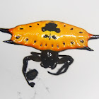 Four Spined Jewel Spider