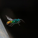 Jewel Wasp