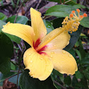 Hibiscus