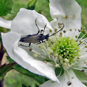 Longhorn beetle