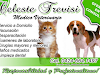 Medico Veterinario A Domicilio