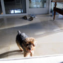 Domestic Dog
